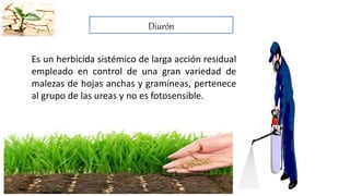 Diurón
Es un herbicida sistémico de larga acción residual
empleado en control de una gran variedad de
malezas de hojas anchas y gramíneas, pertenece
al grupo de las ureas y no es fotosensible.
 