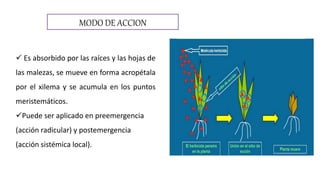 MODO DE ACCION
 Es absorbido por las raíces y las hojas de
las malezas, se mueve en forma acropétala
por el xilema y se acumula en los puntos
meristemáticos.
Puede ser aplicado en preemergencia
(acción radicular) y postemergencia
(acción sistémica local).
 
