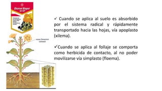  Cuando se aplica al suelo es absorbido
por el sistema radical y rápidamente
transportado hacia las hojas, vía apoplasto
(xilema).
Cuando se aplica al follaje se comporta
como herbicida de contacto, al no poder
movilizarse vía simplasto (floema).
 