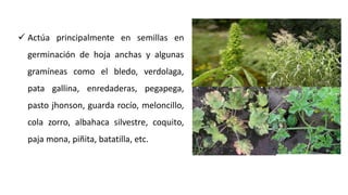  Actúa principalmente en semillas en
germinación de hoja anchas y algunas
gramíneas como el bledo, verdolaga,
pata gallina, enredaderas, pegapega,
pasto jhonson, guarda rocío, meloncillo,
cola zorro, albahaca silvestre, coquito,
paja mona, piñita, batatilla, etc.
 