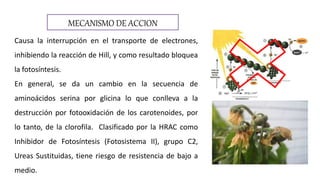 MECANISMO DE ACCION
Causa la interrupción en el transporte de electrones,
inhibiendo la reacción de Hill, y como resultado bloquea
la fotosíntesis.
En general, se da un cambio en la secuencia de
aminoácidos serina por glicina lo que conlleva a la
destrucción por fotooxidación de los carotenoides, por
lo tanto, de la clorofila. Clasificado por la HRAC como
Inhibidor de Fotosíntesis (Fotosistema II), grupo C2,
Ureas Sustituidas, tiene riesgo de resistencia de bajo a
medio.
 