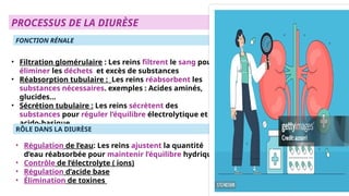 Daurese Rene la DIURÈSE; un élément essentiel pour évaluer la fonction rénale | PPTX