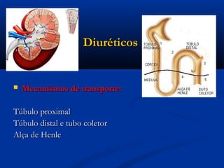 Diuréticos


   Mecanismos de transporte:

Túbulo proximal
Túbulo distal e tubo coletor
Alça de Henle
 