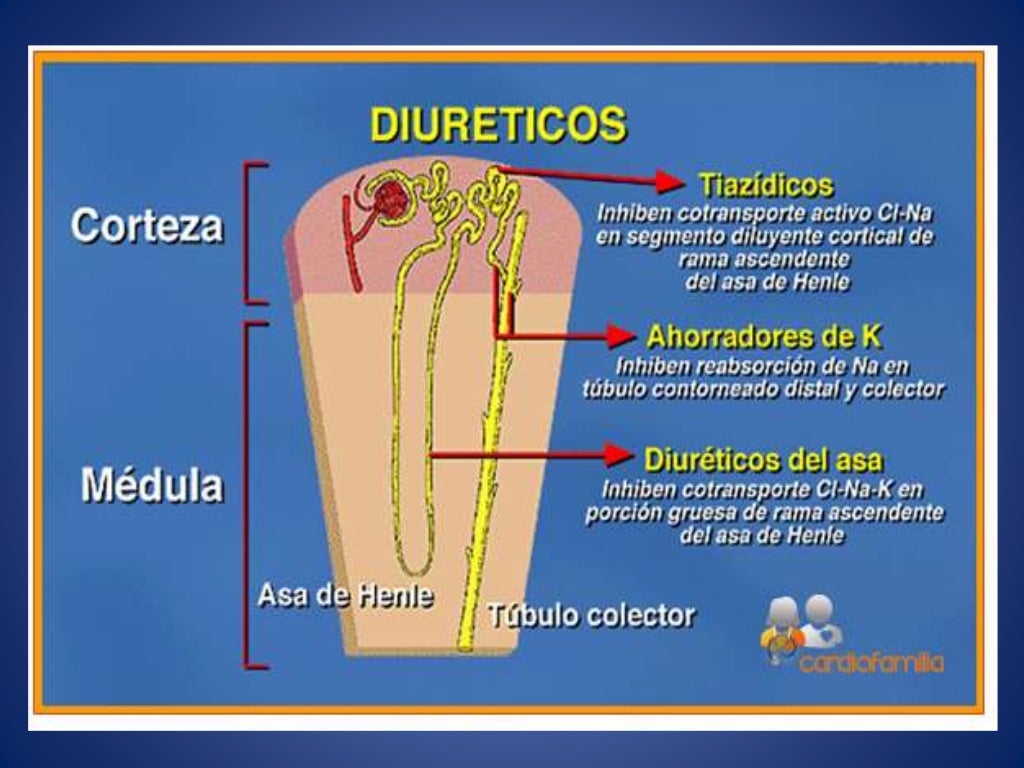 Diuréticos tiazídicos andrea Diuréticos tiazídicos andrea