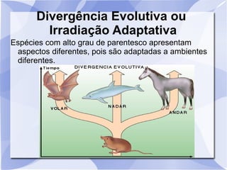 Divergência Evolutiva ou
Irradiação Adaptativa
Espécies com alto grau de parentesco apresentam
aspectos diferentes, pois são adaptadas a ambientes
diferentes.
 