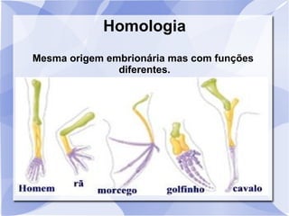 Homologia
Mesma origem embrionária mas com funções
diferentes.
 