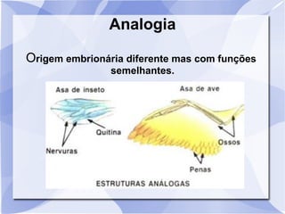 Analogia
Origem embrionária diferente mas com funções
semelhantes.
 