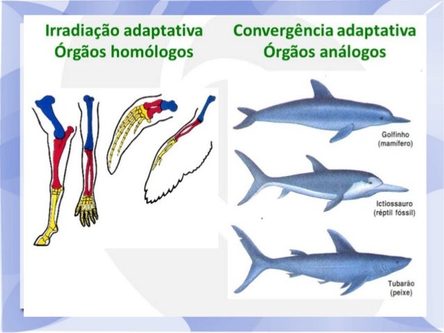 Divergência e Convergência