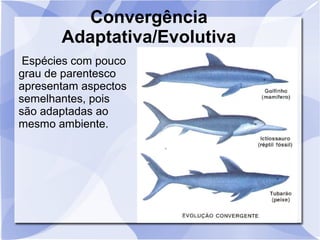 Convergência
Adaptativa/Evolutiva
Espécies com pouco
grau de parentesco
apresentam aspectos
semelhantes, pois
são adaptadas ao
mesmo ambiente.
 
