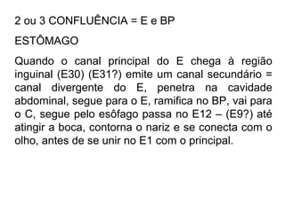 2 ou 3 CONFLUÊNCIA = E e BP
ESTÔMAGO
Quando o canal principal do E chega à região
inguinal (E30) (E31?) emite um canal secundário =
canal divergente do E, penetra na cavidade
abdominal, segue para o E, ramifica no BP, vai para
o C, segue pelo esôfago passa no E12 – (E9?) até
atingir a boca, contorna o nariz e se conecta com o
olho, antes de se unir no E1 com o principal.
 