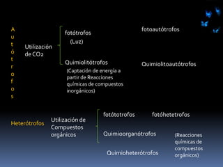 Tipos nutricionalesA los organismos se les puede clasificar  dependiendo de la fuente de Hidrógeno o de electrones como:Obtienen electrones o hidrógeno de Compuestos inorgánicosLitótrofosH2SO4NO3Utilizan sustancias orgánicas como fuente de electronesGlucosaLípidosQuimiorganotrofos
