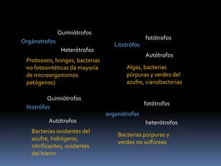fotoautótrofosAutótrofosfotótrofos(Luz)Utilización de CO2QuimiolitótrofosQuimiolitoautótrofos(Captación de energía a partir de Reacciones químicas de compuestos inorgánicos)fotótotrofosfotóhetetrofosUtilización de Compuestos orgánicosHeterótrofosQuimioorganótrofos(Reacciones químicas de compuestos orgánicos)Quimioheterótrofos
