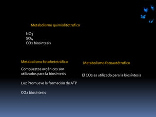 QuimiótrofosfotótrofosOrgánotrofosLitotrófosHeterótrofosAutótrofosProtozoos, hongos, bacterias no fotosintéticas (la mayoría de microorganismos patógenos)Algas, bacterias púrpuras y verdes del azufre, cianobacteriasQuimiótrofosfotótrofoslitotrófosorganótrofosAutótrofosheterótrofosBacterias oxidantes del azufre, hidrógeno, nitrificantes, oxidantes del hierroBacterias púrpuras y verdes no sulfúreas