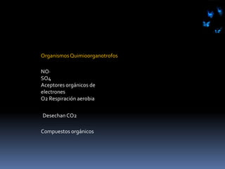Metabolismo quimiolitotroficoNO3SO4CO2 biosintesisMetabolismo fotohetetróficoMetabolismo fotoautótroficoCompuestos orgánicos son utilizados para la biosíntesisLuz Promueve la formación de ATPCO2 biosíntesisEl CO2 es utilizado para la biosíntesis