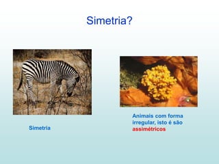 Simetria?




                   Animais com forma
                   irregular, isto é são
Simetria           assimétricos
 
