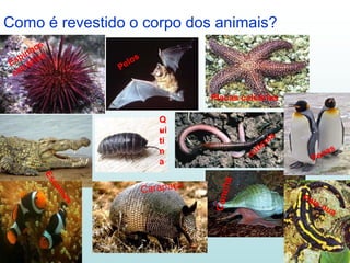 Como é revestido o corpo dos animais?



                            Placas calcárias

                     Q
                     ui
                     ti
                     n
                     a
 