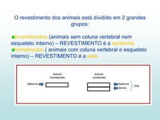 O revestimento dos animais está dividido em 2 grandes
                       grupos:

  Invertebrados (animais sem coluna vertebral nem
esqueleto interno) – REVESTIMENTO é a epiderme
  Vertebrados ( animais com coluna vertebral e esqueleto
interno) – REVESTIMENTO é a pele
 