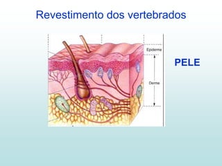 Revestimento dos vertebrados



                         PELE
 