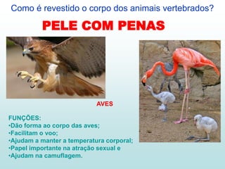 Como é revestido o corpo dos animais vertebrados?

          PELE COM PENAS




                            AVES

FUNÇÕES:
•Dão forma ao corpo das aves;
•Facilitam o voo;
•Ajudam a manter a temperatura corporal;
•Papel importante na atração sexual e
•Ajudam na camuflagem.
 