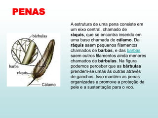 PENAS
        A estrutura de uma pena consiste em
        um eixo central, chamado de
        ráquis, que se encontra inserido em
        uma base chamada de cálamo. Da
        ráquis saem pequenos filamentos
        chamados de barbas, e das barbas
        saem outros filamentos ainda menores
        chamados de bárbulas. Na figura
        podemos perceber que as bárbulas
        prendem-se umas às outras através
        de ganchos. Isso mantém as penas
        organizadas e promove a proteção da
        pele e a sustentação para o voo.
 