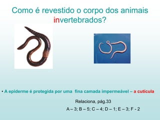 Como é revestido o corpo dos animais
              invertebrados?




• A epiderme é protegida por uma fina camada impermeável – a cutícula

                                 Relaciona, pág.33
                             A – 3; B – 5; C – 4; D – 1; E – 3; F - 2
 