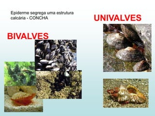 Epiderme segrega uma estrutura
calcária - CONCHA                UNIVALVES

BIVALVES
 