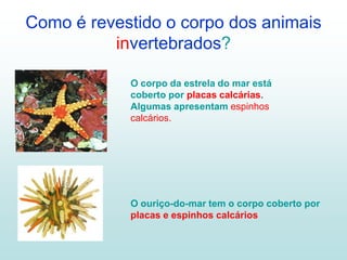Como é revestido o corpo dos animais
          invertebrados?

            O corpo da estrela do mar está
            coberto por placas calcárias.
            Algumas apresentam espinhos
            calcários.




            O ouriço-do-mar tem o corpo coberto por
            placas e espinhos calcários
 
