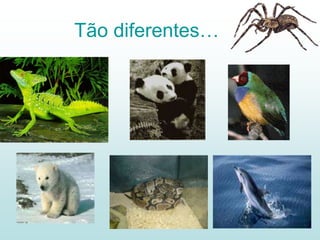 Tão diferentes…
 