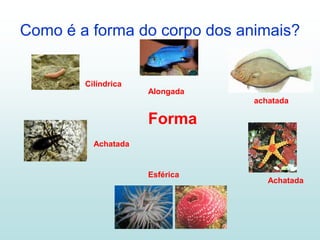 Como é a forma do corpo dos animais?


        Cilíndrica
                     Alongada
                                achatada

                     Forma
          Achatada


                     Esférica
                                   Achatada
 