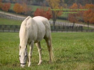 "Felicidade é boa saúde e má memória."
           ( Ingrid Bergman )
 