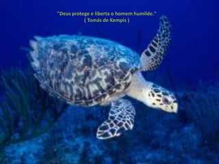 "Deus protege e liberta o homem humilde."
           ( Tomás de Kempis )
 