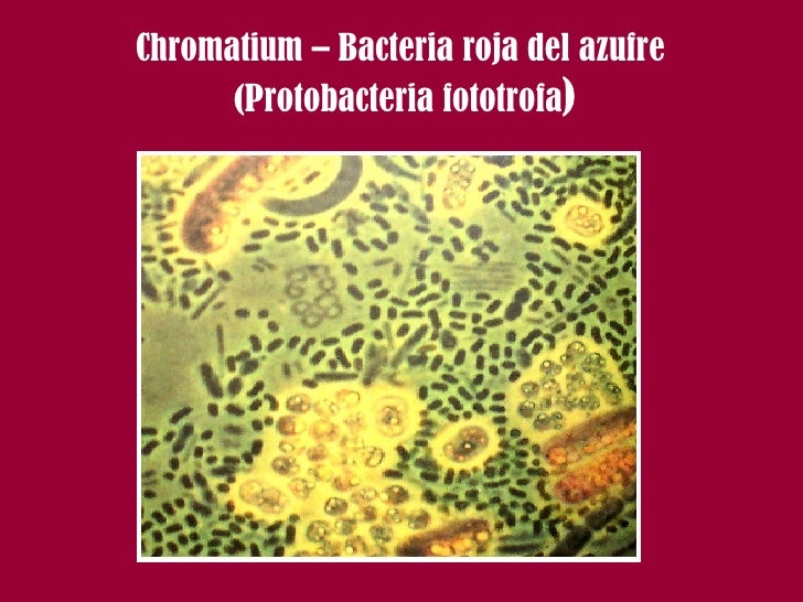 Resultado de imagen para chromatium bacteria