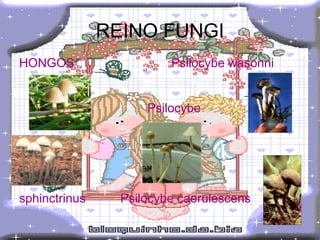 REINO FUNGI HONGOS  Psilocybe wasonni  Psilocybe  sphinctrinus   Psilocybe caerulescens   