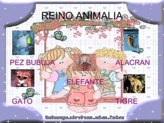 REINO ANIMALIA PEZ BUBUJA  ALACRAN ELEFANTE GATO  TIGRE 
