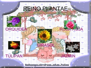 REINO PLANTAE ORQUIDEA  ROSA ROJA GIRASOL TULIPAN  JAZMIN 