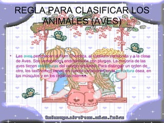 REGLA PARA CLASIFICAR LOS ANIMALES (AVES) Las  aves  pertenecen al fílum Chordata, al subfílum Vertebrata y a la clase de Aves. Son vertebrados endotérmicos con plumas. La mayoría de las aves tienen  estructuras  del cuerpo similares. Para distinguir un orden de otro, los taxónomos tienen en cuenta variaciones en la  estructura  ósea, en los músculos y en los órganos internos. 