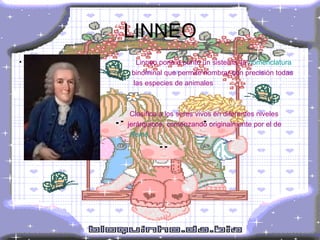LINNEO Linneo pone a punto un sistema, la  nomenclatura                                                            binominal  que permite nombrar con precisión todas  las especies de animales  Clasifica a los seres vivos en diferentes niveles  jerárquicos, comenzando originalmente por el de  Reino .  
