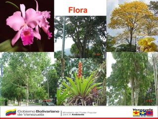 Flora  