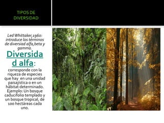 Led Whittaker,1960:
introduce los términos
de diversiad alfa,beta y
       gamma.
 Diversida
  d alfa:
  corresponde con la
  riqueza de especies
que hay en una unidad
  paisajística o en un
 hábitat determinado.
  Ejemplo: Un bosque
caducifolio templado y
un bosque tropical, de
  100 hectáreas cada
          uno.
 