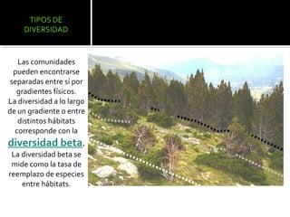 Las comunidades
  pueden encontrarse
 separadas entre sí por
   gradientes físicos.
La diversidad a lo largo
de un gradiente o entre
   distintos hábitats
  corresponde con la
diversidad beta.
 La diversidad beta se
 mide como la tasa de
reemplazo de especies
    entre hábitats.
 