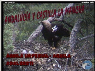 Águila imperial- Aquila
adalberti
 