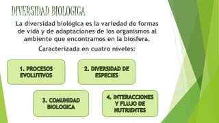 DIVERSIDAD BIOLOGICA
La diversidad biológica es la variedad de formas
de vida y de adaptaciones de los organismos al
ambiente que encontramos en la biosfera.
Caracterizada en cuatro niveles:
 
