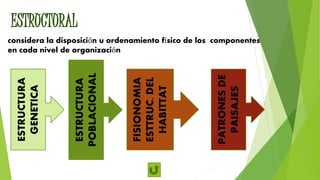 ESTRUCTURAL
considera la disposición u ordenamiento físico de los componentes
en cada nivel de organización
ESTRUCTURA
GENETICA
ESTRUCTURA
POBLACIONAL
FISIONOMIA
ESTTRUC.DEL
HABITTAT
PATRONESDE
PAISAJES