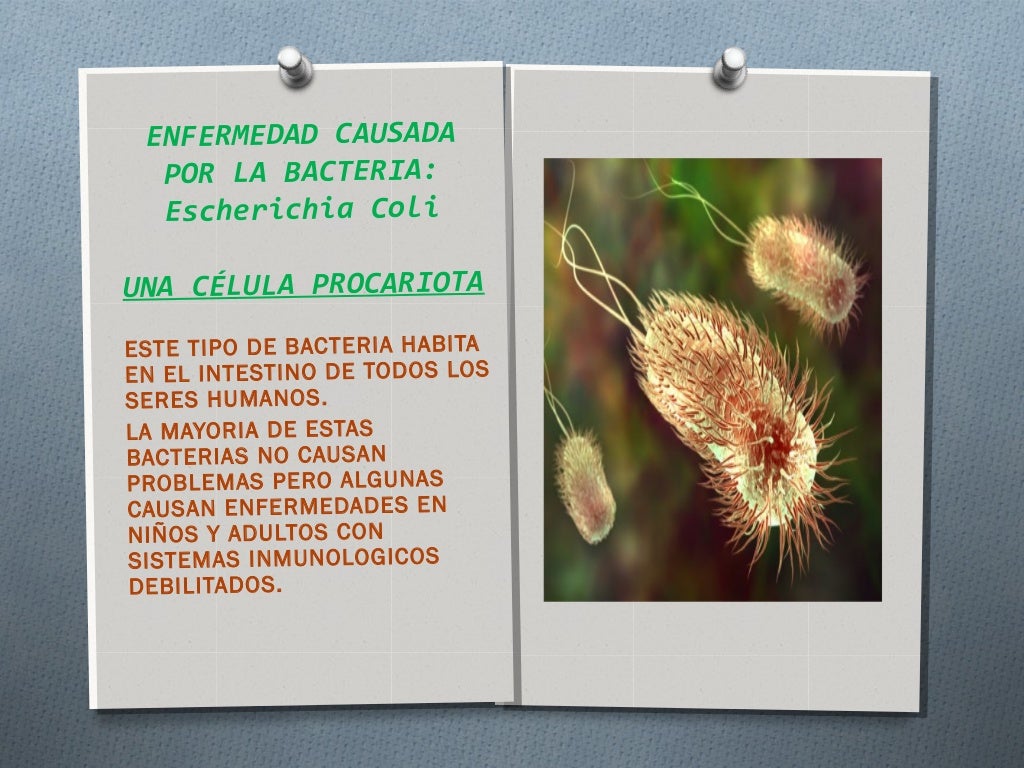 Diversidad celular