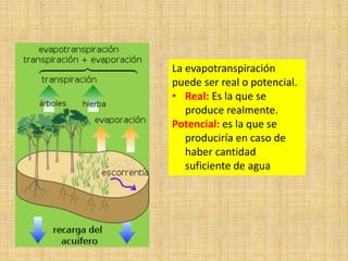 La evapotranspiración
puede ser real o potencial.
• Real: Es la que se
produce realmente.
Potencial: es la que se
produciría en caso de
haber cantidad
suficiente de agua
 