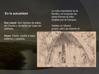 En la actualidad
Sus casas: Son hechas de palos
de Chonta y de techo de hojas de
palmera.
Viven: Padre, madre e hijos
solteros y casados.
Lo más importante es la
familia y el conjunto de
estas forman la tribu
dirigida por el Cacique.
Hablan un idioma
propio, pero se impone el
Quichua.
 