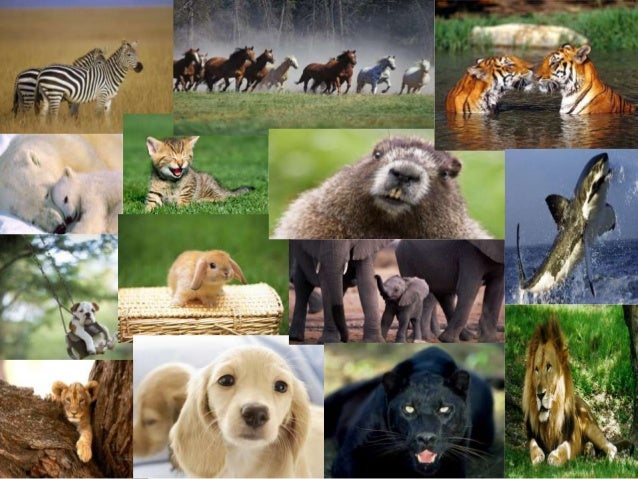 Diversidad de animales