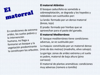 El matorral Atlántico
El bosque caducifolio es sometido a
sobreexplotación, se degrada y los hayedos y
robledales son sustituidos por:
La landa: formado por un denso matorral
(brezo, tojo)
El prado: formado por hierbas que se
aprovechan para el pasto del ganado.
El matorral Mediterráneo
El bosque mediterráneo tiene condiciones
adversas, se ve sustituido por:
La maquia: constituida por un matorral denso
(más de dos metros) (madroño, olivo salvaje).
La garriga: zonas de aridez extrema y el suelo
es pobre, matorral de baja altura (pino
carrasco)
El matorral de plantas aromáticas: condiciones
muy adversas (romero o tomillo)

 