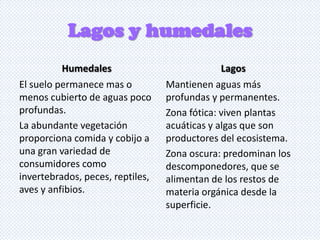Lagos y humedales
Humedales
El suelo permanece mas o
menos cubierto de aguas poco
profundas.
La abundante vegetación
proporciona comida y cobijo a
una gran variedad de
consumidores como
invertebrados, peces, reptiles,
aves y anfibios.

Lagos
Mantienen aguas más
profundas y permanentes.
Zona fótica: viven plantas
acuáticas y algas que son
productores del ecosistema.
Zona oscura: predominan los
descomponedores, que se
alimentan de los restos de
materia orgánica desde la
superficie.

 