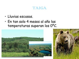TAIGA
• Lluvias escasas.
• En tan solo 4 meses al año las
temperaturas superan los 0ºC.

 